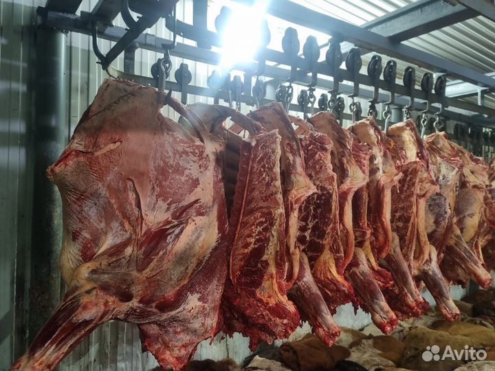 Мясо говядина оптом