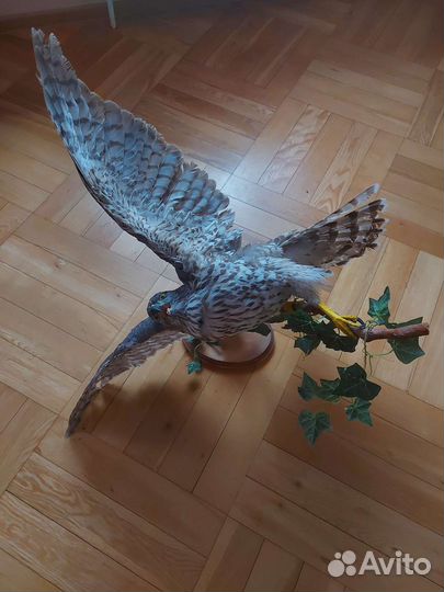 Чучело ястреба