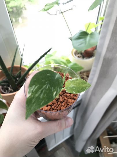 Комнатные цветы