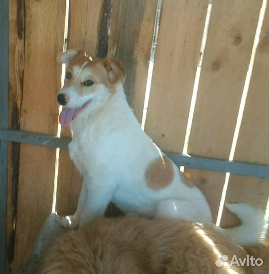 Кобель Клампи