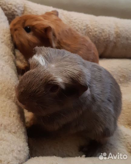 Морские свинки