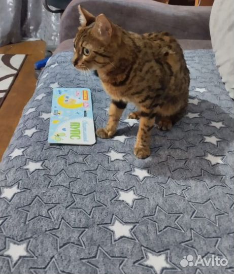 Бенгальские котята