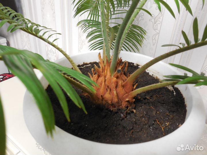 Цветы для офиса и дома, пальма - Цикас,фикус и.т.д