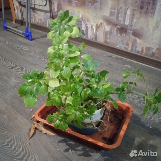 Кактус молочай, хлорофитум, бальзамин