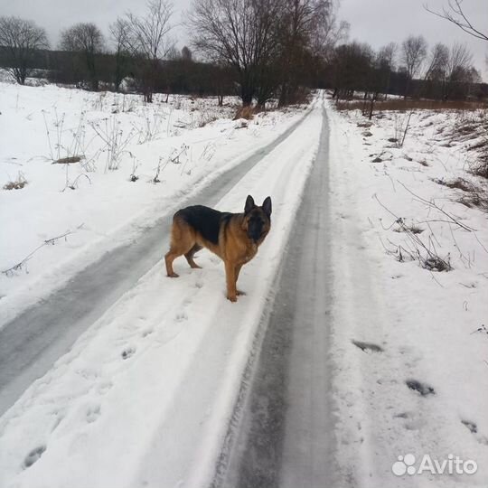 Щенки немецкой овчарки