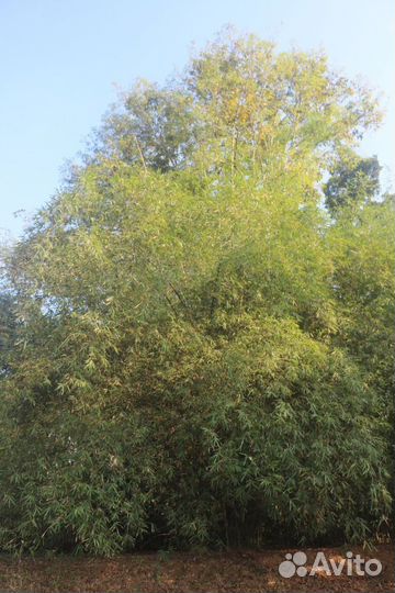 Бамбук колючий (индийский), семена опт и розница