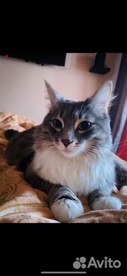 Метис мейн-кун