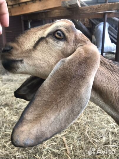 Англо нубийская козочка