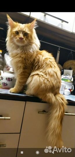 Котята мейн-кун