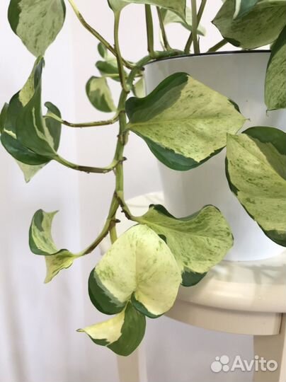 Сциндапсус Marble Apple, Marble Queen