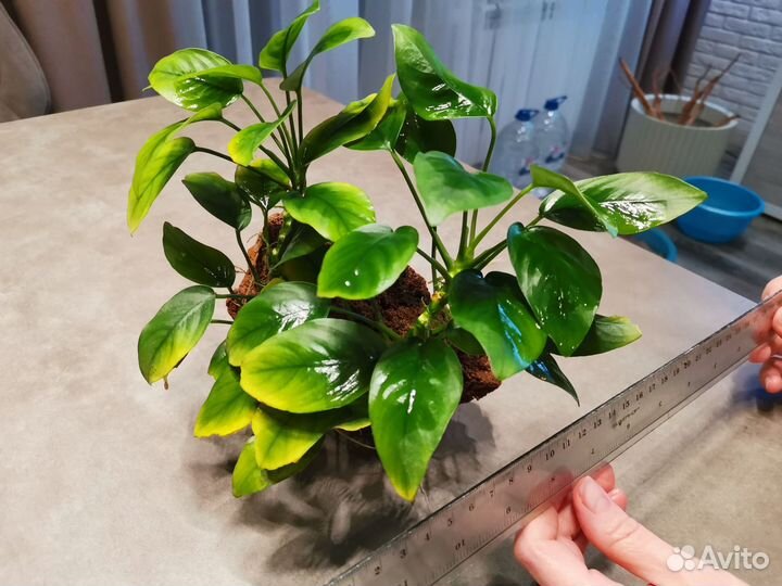 Анубис нана