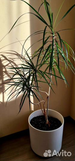 Пальма драцена в керамическом горшке