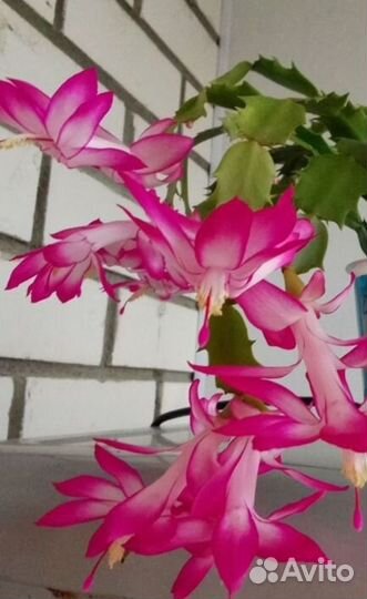 Декабрист шлюмбергера