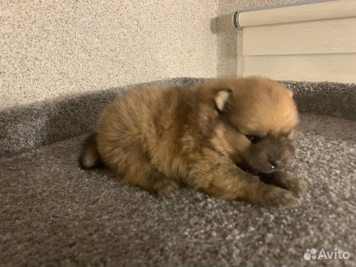 Щенок Шпица