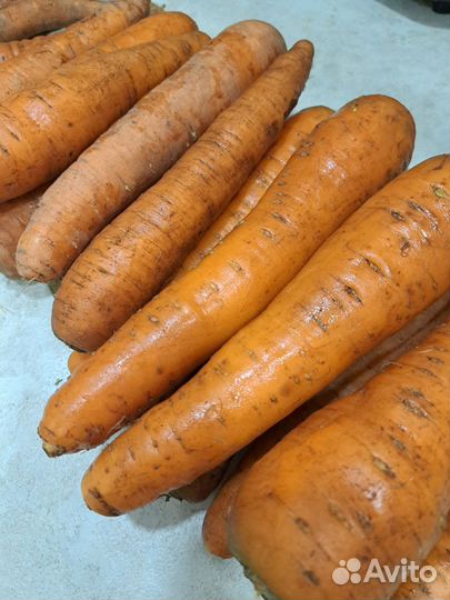 Морковь свежая