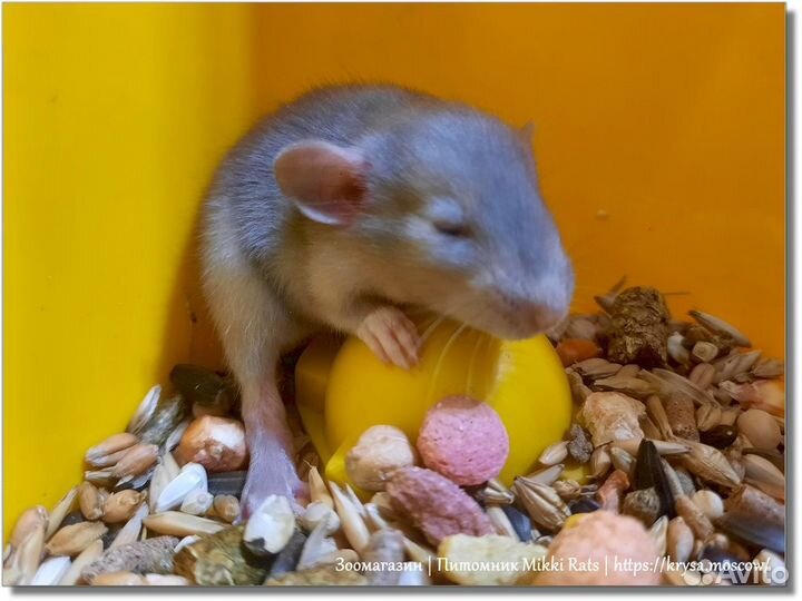 Крысы. Крысята Дамбо из питомника а Москве