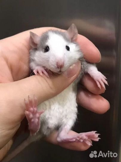 Крысята разных окрасов от Rat Tail