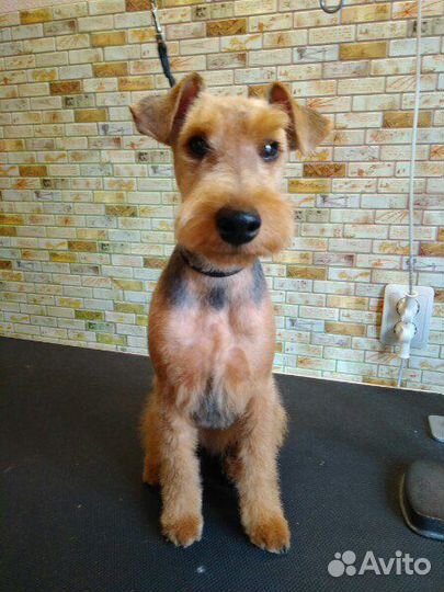 Стрижка собак. Все породы. Вычëсывание пуха шерсти