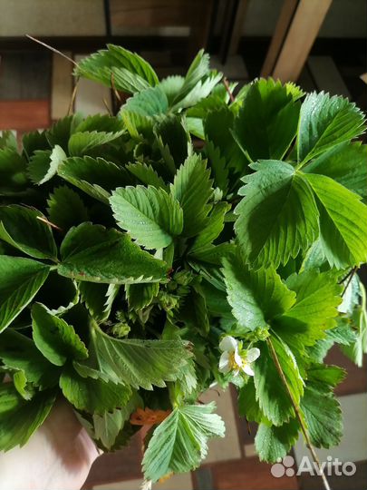 Рассада клубники