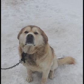 Собака в добрые руки отдам бесплатно