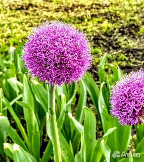 Лук Суворовский