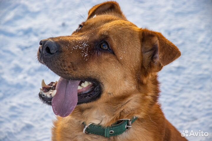 Собака в добрые руки отдам бесплатно