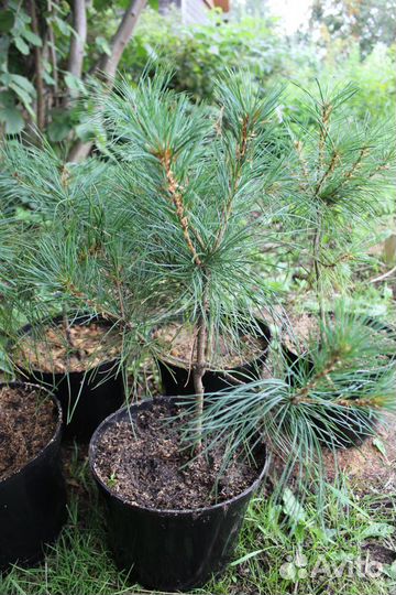 Кедр Сибирский / Корейский