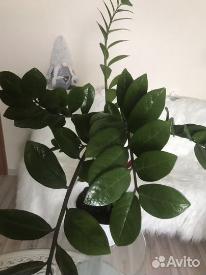 Замиокулькас