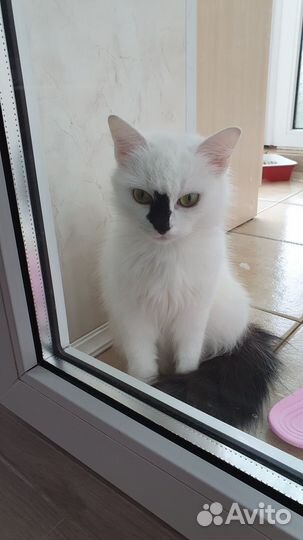 Кошка в добрые руки