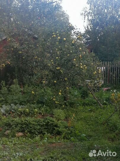 Яблоки домашние