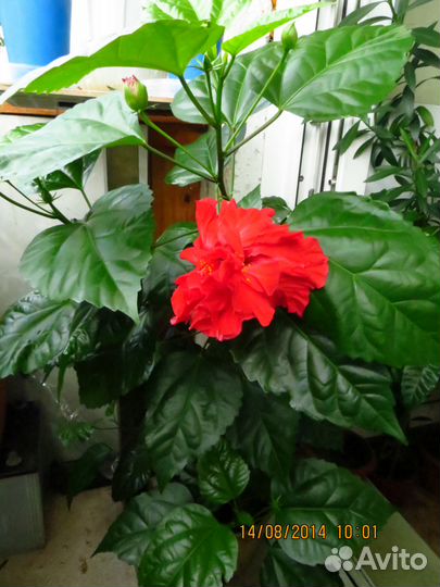 Гибискус (китайская роза)