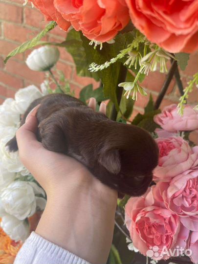 Чихуахуа мини славный медвежонок РКФ