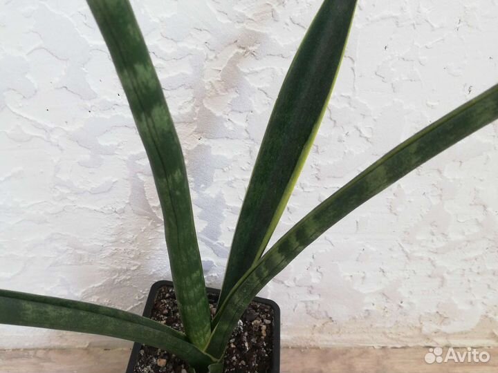 Сансевиерия цилиндрика