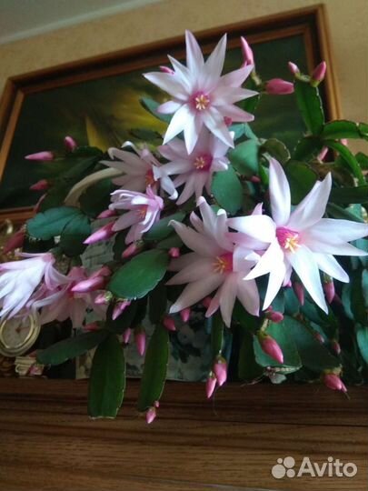 Декабрист, рипсалидопсис