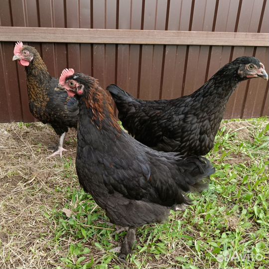 Молодые петушки (мараны)