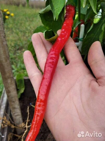 Семена сладкого перца «Турецкая змея»