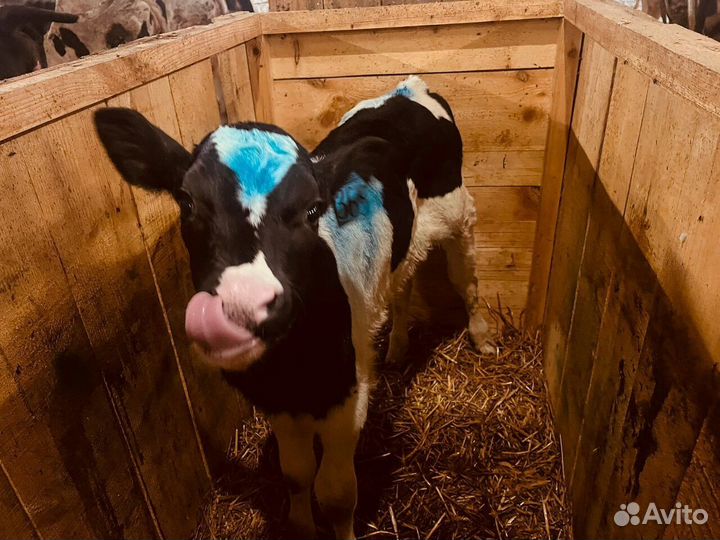 Крепкие бычки телята доставка