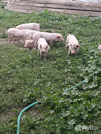 Поросята мясной породы
