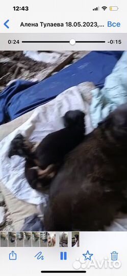 Малышки в опасном месте