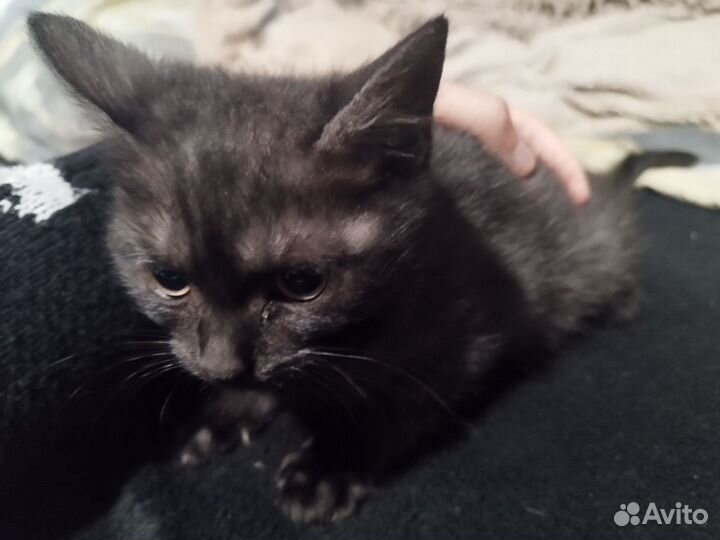 Котята в добрые руки бесплатно