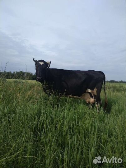 Корова стельная дойная