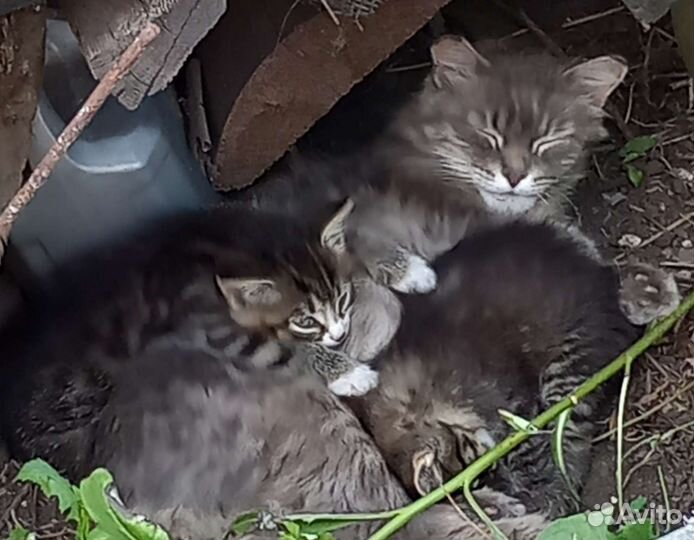 Котята в добрые руки