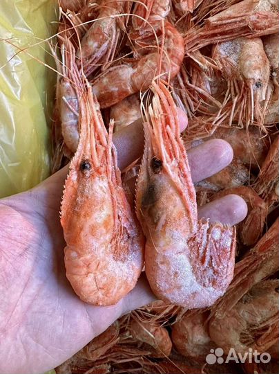 Креветки, лангустины в наличии свежие поставки