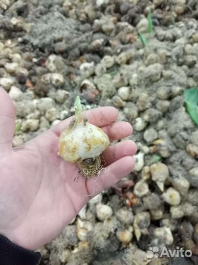 Луковицы тюльпанов