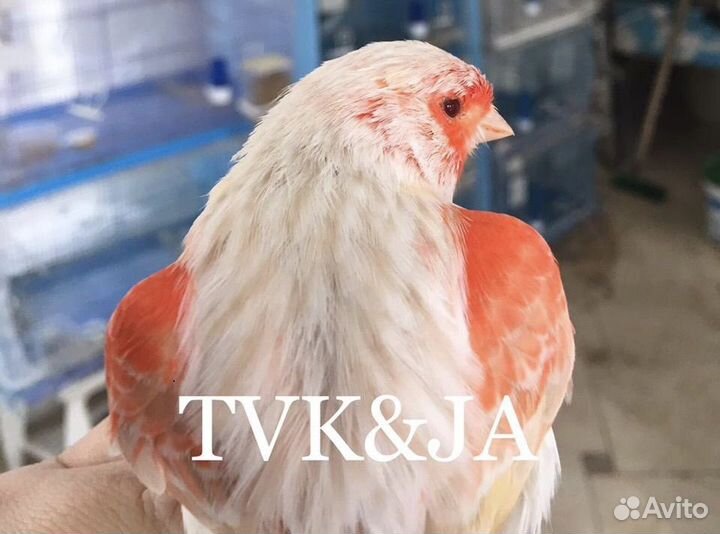 Кенара и канарейки сатинет красная мозаика