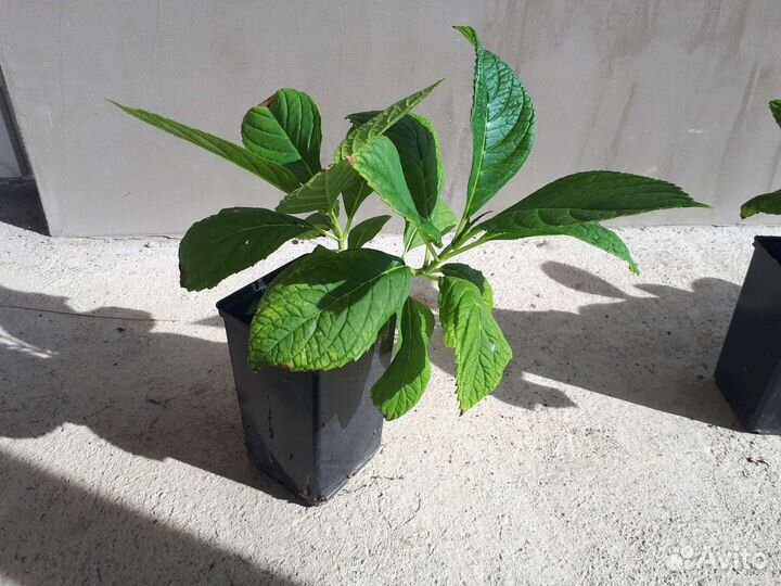 Гортензия розовая/голубая в контейнере