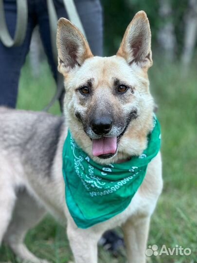 Заберите собаку из приюта