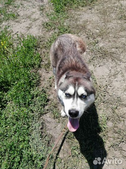 Сибирский хаски