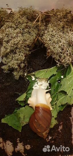 Улитка ахатина, улитки ахатины