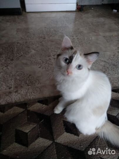 Сибирская кошка